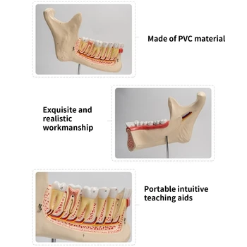Анатомическая модель нижней челюсти и зубов, три модели анатомии зубов нижней челюсти человека для отчета о медицинской лекции