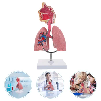 Модель Анатомии легких и дыхательных путей Система обучения модели человеческого дисплея Школьные Легкие Анатомическое Сердце Обучающая игрушка для носа