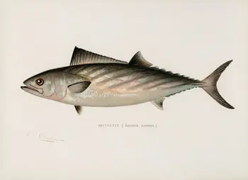 Старинный рисунок морских обитателей.Плакат с Изображением Рыбы На Холсте Для Декора Гостиной, Домашнее Настенное Изображение
